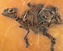 The fossils of the prehistoric horses are also an The fossils of the prehistoric horses are also an important discovery which was found in a hare. Over sixty skeletons of stallions, mares (including p